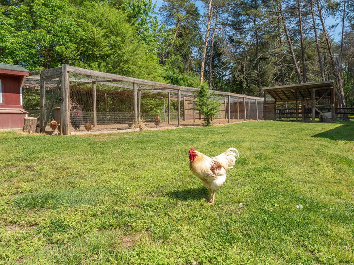 Turkey Hollow Farm Chickens